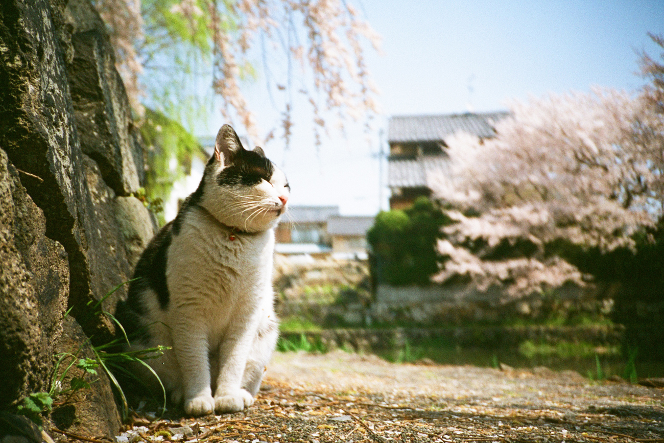 独特的情绪描绘很吸引人！ 推荐给初学者的胶片相机LOMO LC-A（+）